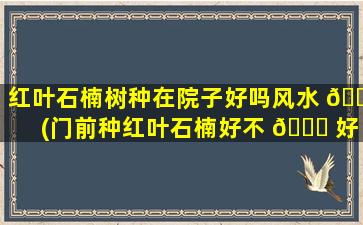 红叶石楠树种在院子好吗风水 🐅 (门前种红叶石楠好不 🐝 好)